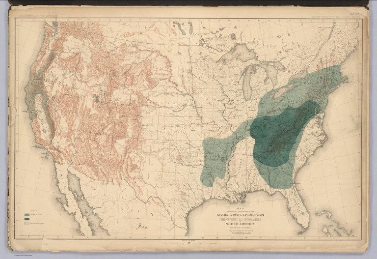 Distribution of the Genera Castanea & Castanopsis [The Chestnuts & Chinquapins] in North America.