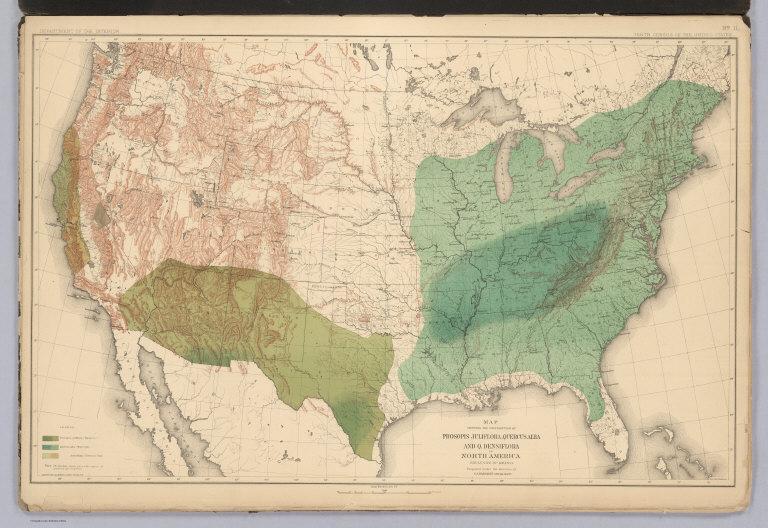 Distribution of Prosopsis Juliflora, Quercus Alba and Quercus Densiflora in North America.