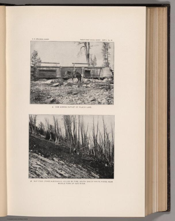 View: Plate XV. Dam across Outlet of Placid Lake. Nut Pine (Pinus albicaulus) Killed by Fire, Sun River.