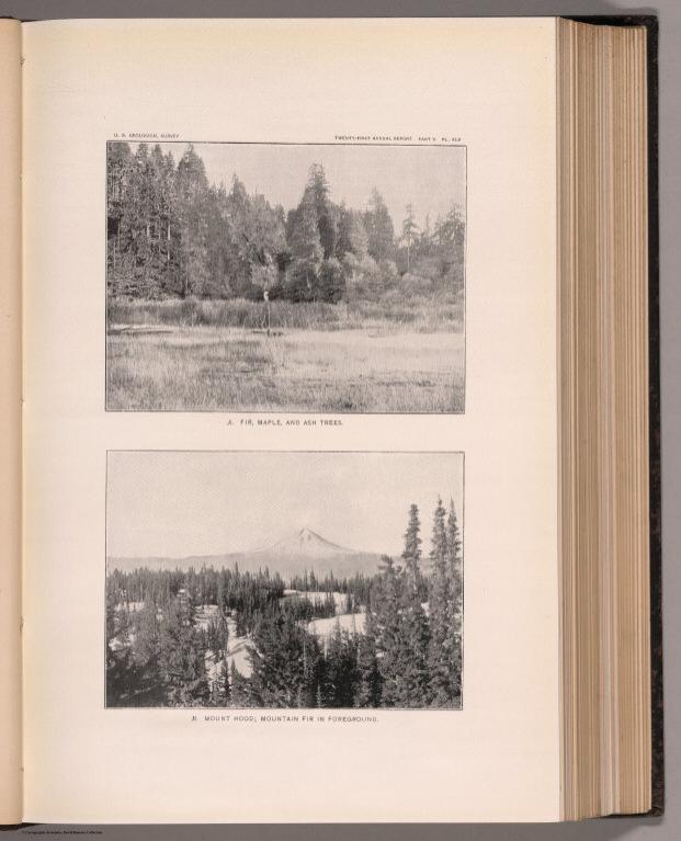 View: Plate XLV. Fir, Maple and Ash Trees. Mount Hood, Mountain Fir in Foreground.