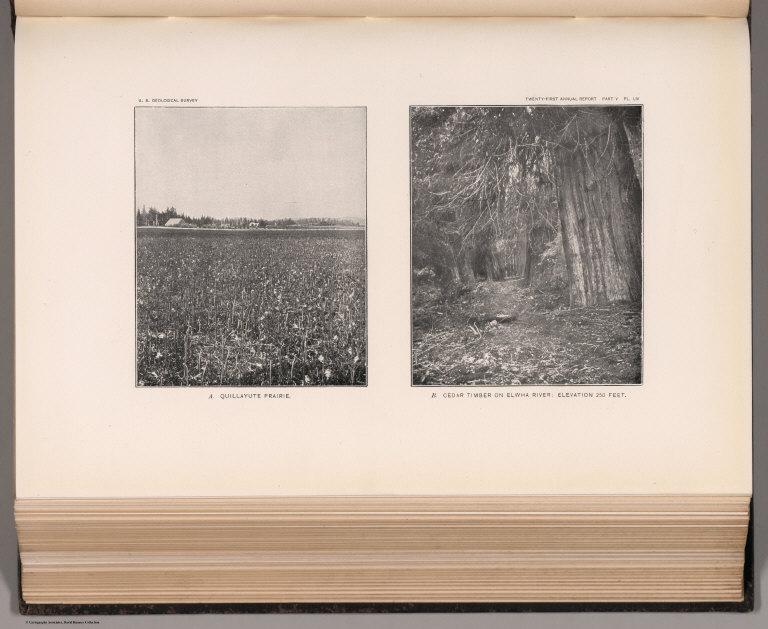 View: Plate LIV. Quillayute Prairie. Cedar Timber on Elwha River.