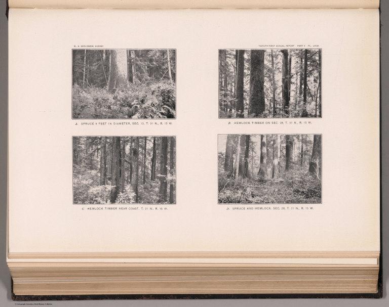 View: Plate LXVIII. Spruce 8 Feet in Diameters. Spruce and Hemlock.