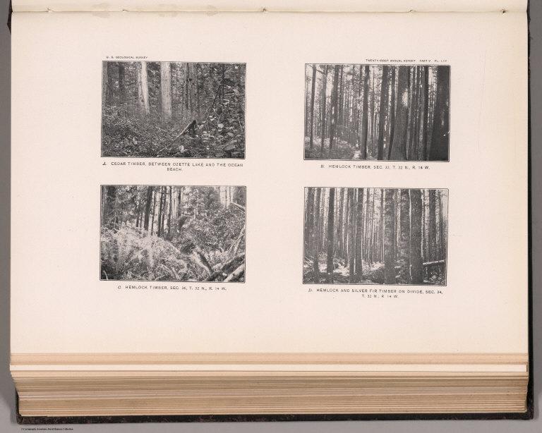 View: Plate LXX. Cedar Timber between Ozette Lake and the Ocean Beach. Hemlock and Silver Fir Timber.