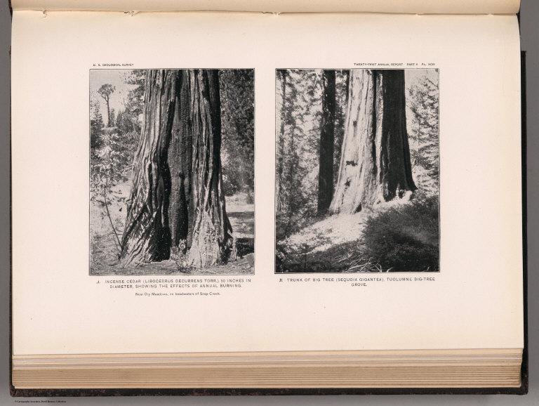 View: Plate XCIX. Incense Cedar Effects of Annual Burning. Tuolumne Big-Tree Grove.