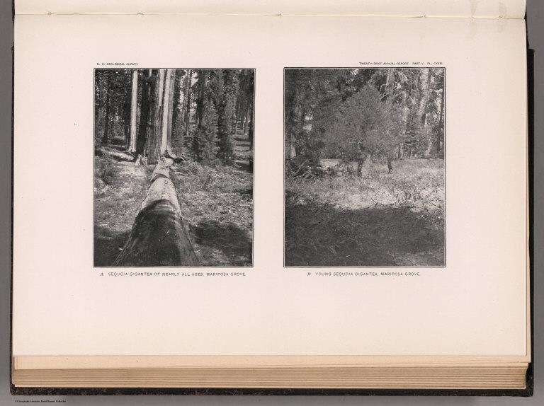 View: Plate CXXIII. Sequoia Gigantea, Mariposa Grove.