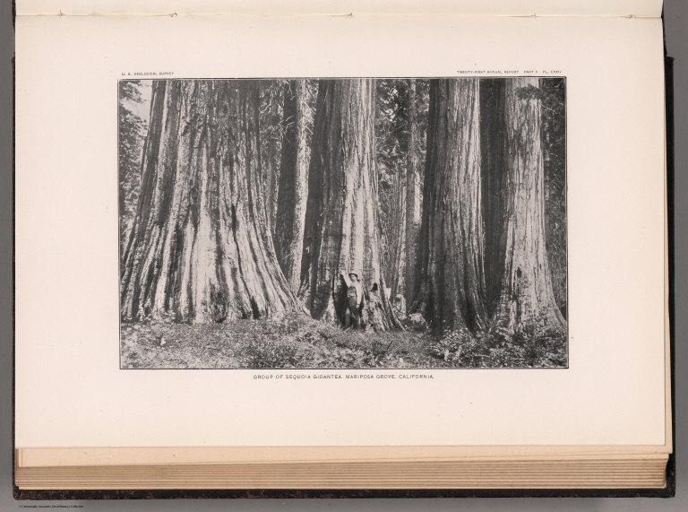 View: Plate CXXIV. Group of Sequoia Gigantea, Mariposa Grove, California.