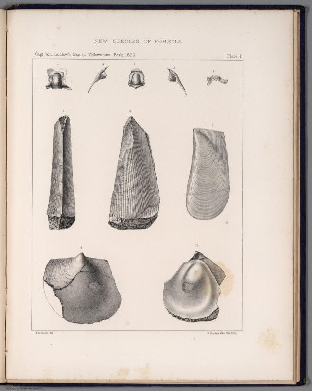 Plate. 1. New species of fossils. Capt. Wm. Ludlow's exp. to Yellowstone Park, 1875