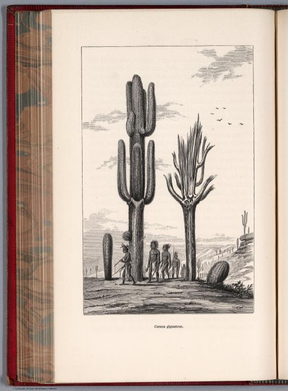 Cereus giganteus. Vol. II