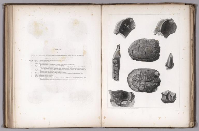 Table XII B. Remains of a land turtle, Rhinoceros, and Paleotherium