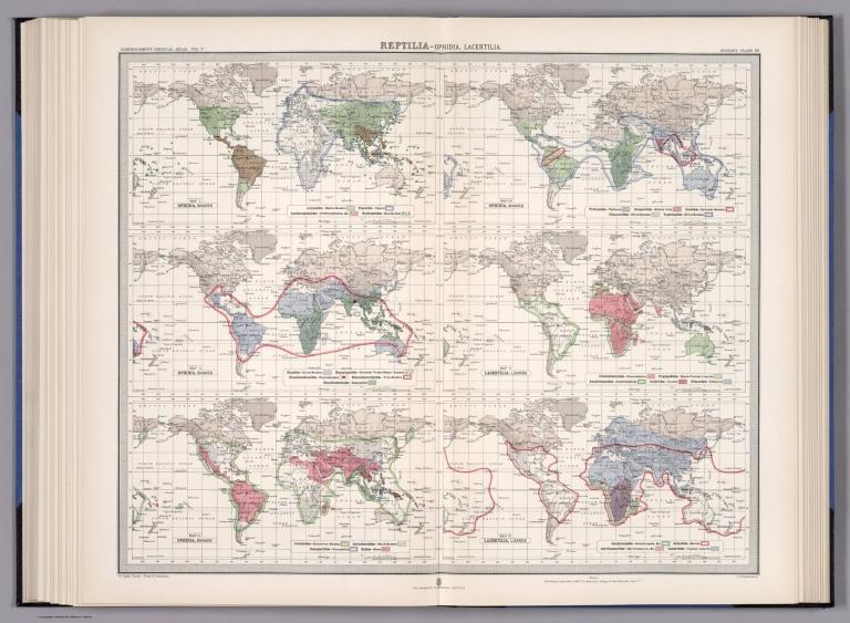 Plate 19. Reptilia - Ophidia (Snakes); Lacertilia (Lizards).