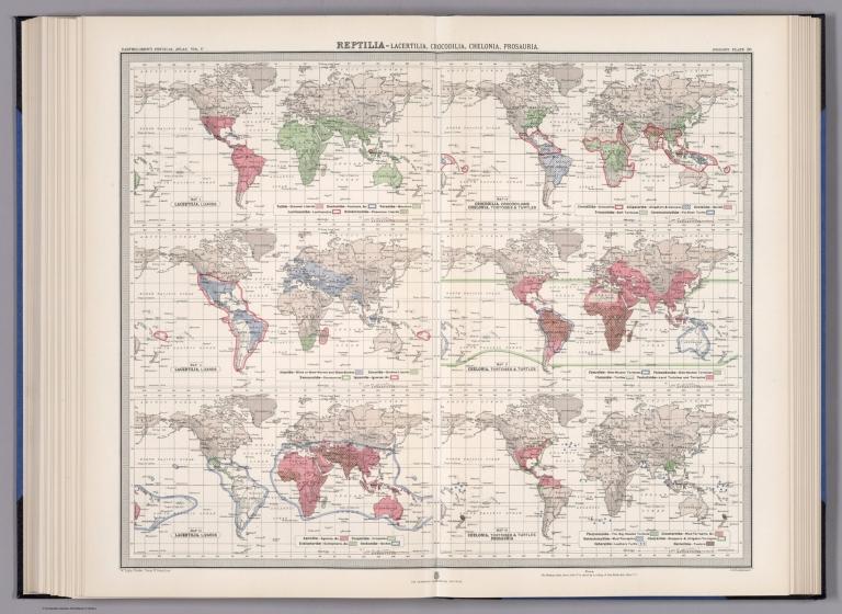 Plate 20. Reptilia - Lacertilia (Lizards); Crocodilia (Crocodiles); Chelonia (Turtles, Tortoises); Prosauria.