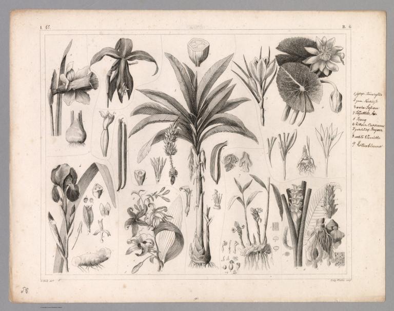 View: Plate 58. Botany: Plants.