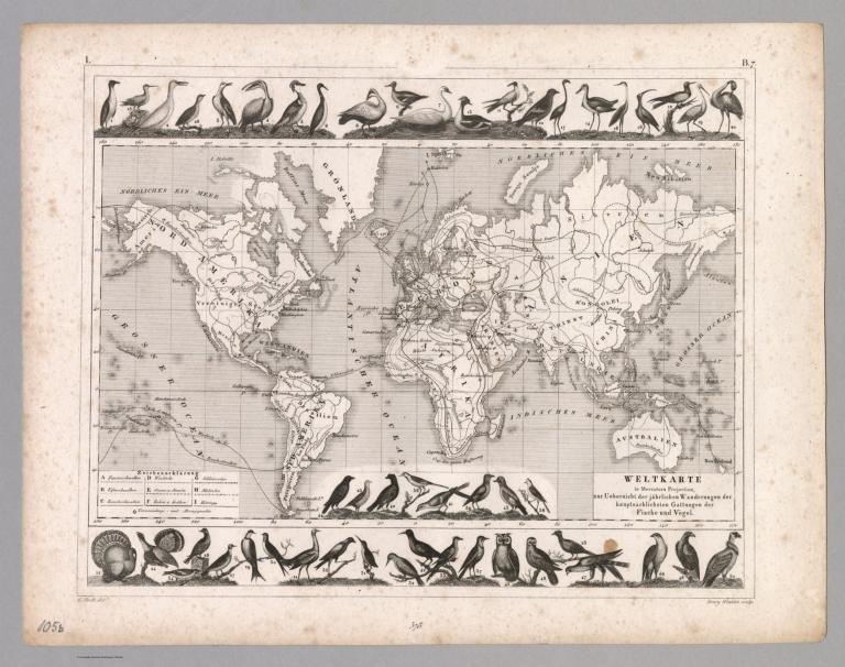 Plate 105b. Zoology: Migrations of Fishes and Birds.